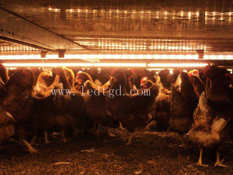 LED Dimmer lamp，Chicken farm light, LED lights for poultry